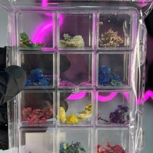 img_6649-2 Flores secas x12